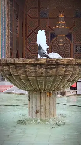 #ضامن_آهو #ضامن_الجنة #رضا_جان #الشیعه #العراق #pakistan #iran🇮🇷 #سید_مھدي #syed_mehdi_512725 