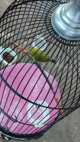 Pleci Loncat tandanya sehat, kalau nebak tandanya apa yaaa..... ?  #plecithitz #pcmi #plecimaniaindonesia #plemanindonesia #kicaumaniaindonesia #kicaumanianusantara #burung 
