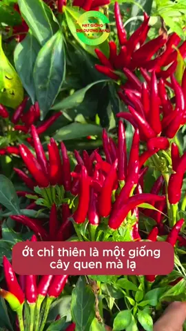 Hạt giống ớt chỉ thiên siêu trái #hatgiong 