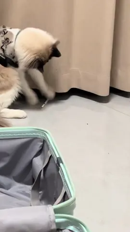 #foryoupage #fyp #pet #catsoftiktok #cat #trending 