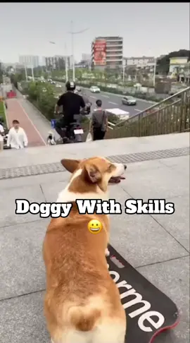 Dog Skills 👏🏾👏🏾👏🏾 . Re: Wolfman266 . #SprbRadioPodcast #Dog #Skills #Talent #Pets #Skateboard 