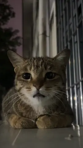 The vacation balance is running low.#cutecat #pet #kucing #kitty 