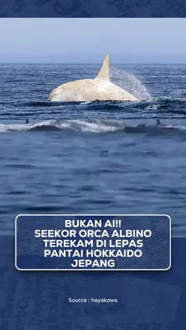 Fotografer Jepang, Noriyuki Hayakawa, berhasil mengabadikan penampakan langka orca putih di lepas pantai Hokkaido. Bukan hasil AI, bukan editan. Orca ini diduga mengalami kondisi leucistic, kelainan genetik yang membuat warnanya jadi pucat #InfinityFeeds #OrcaPutih #Orca #WildlifePhotography #JapanNature #HokkaidoJapan #LeucisticOrca