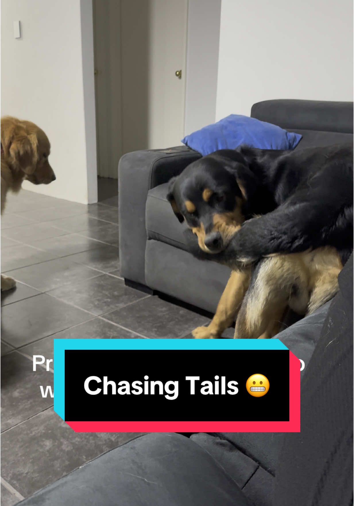 I wonder what it would be like to have normal dogs 😂😂😂😂  #dogsoftiktok #puppy #goldenretriever 