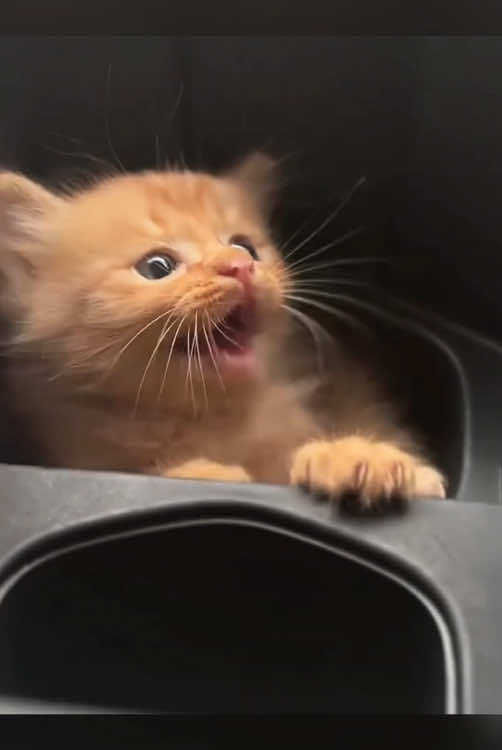 Kitten hisses 🥹🥹#funnycat #pet #fyp #catlover #funnyvideos #catsoftiktok #cute #kitten #cat 