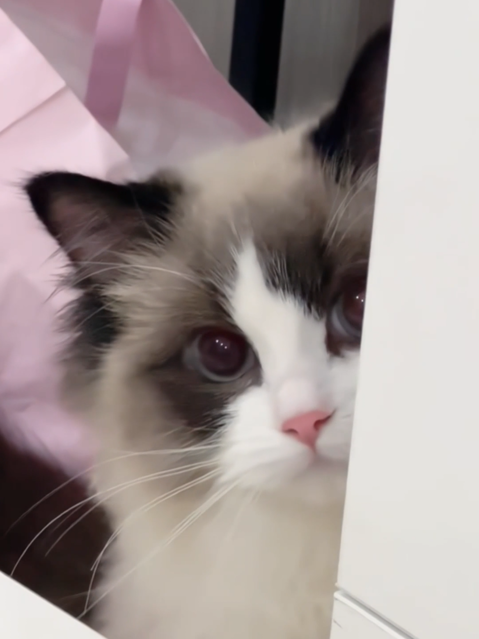 #foryoupage #cuteanimals #kitty #funnycat #cutecat 