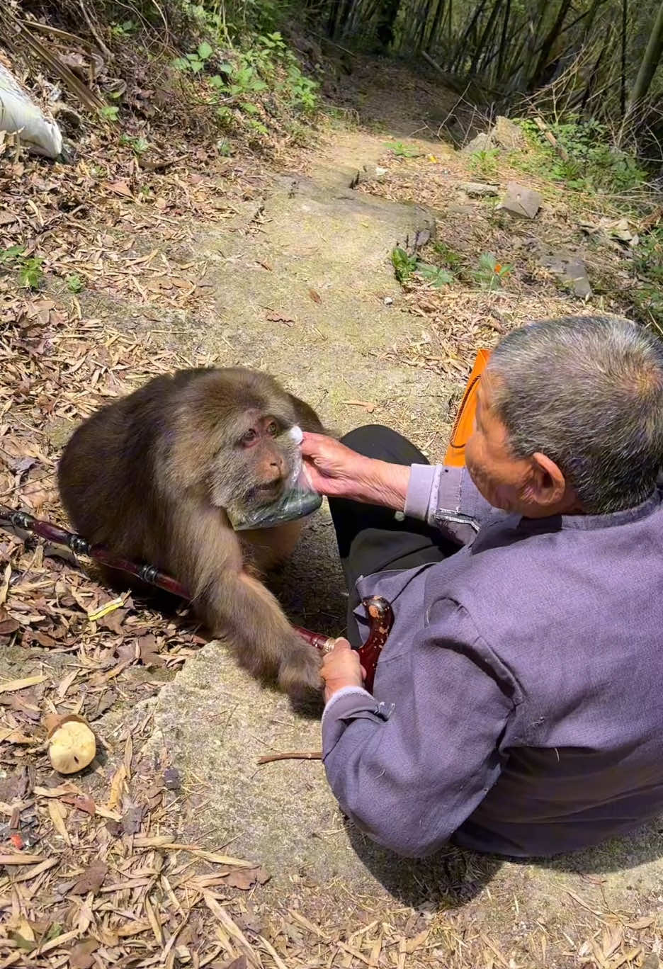 Xingxing bit his grandma. #monkey #monkey #xingxing #cute #lovely 