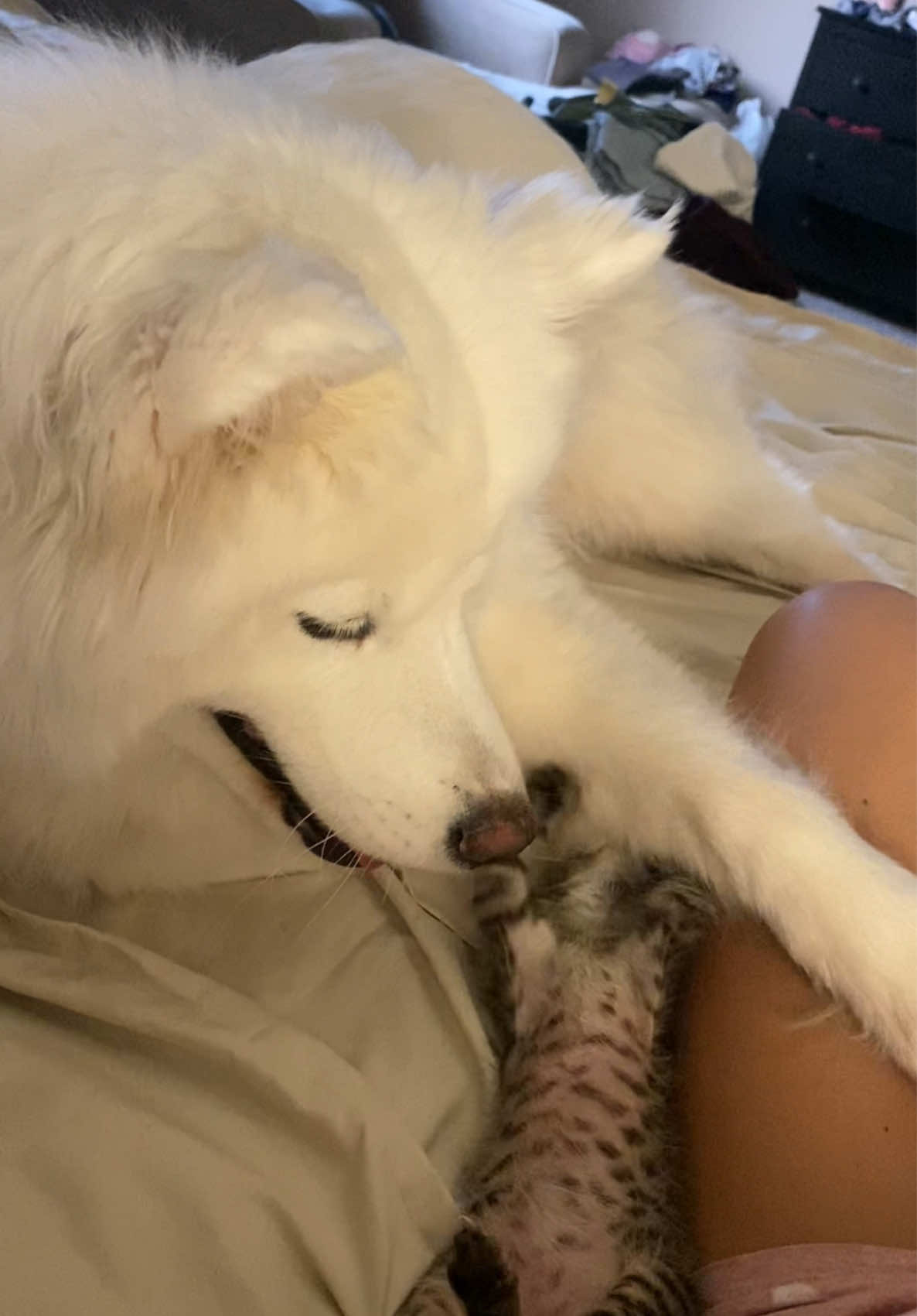 Little guy never gave up 😹🐾 #PetsOfTikTok #dogsoftiktok #catsoftiktok #puppylove #fyp 