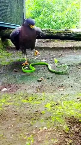 Eagle vs snake #wildlife #animals #fyp 