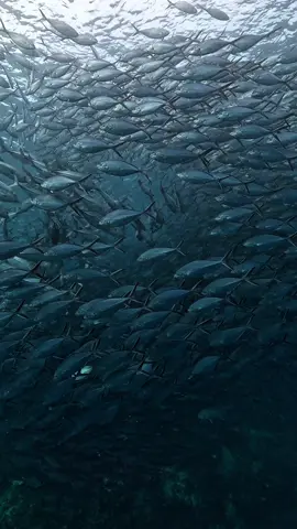 Raja Ampat dikenal sebagai salah satu surga bahari terbaik di dunia. Gugusan pulau karang, laut biru kehijauan, serta kekayaan biota lautnya menjadikan tempat ini tak hanya indah, tapi juga penuh kehidupan. Tak heran kalau destinasi ini jadi favorit para penyelam dunia. Di sini, kamu bukan hanya melihat keindahan, kamu merasakannya. Cr/IG @david.gfs 📍 Raja Ampat, Papua Barat Daya #WonderfulIndonesia #PesonaIndonesia #RajaAmpat #PapuaBarat #DiIndonesiaAja 
