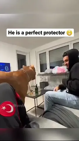 #funny #dog #cat 
