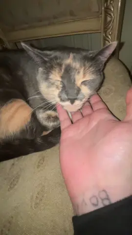AUUUUGGGHHHH😩😩 #fyp #funny #funnyvideos #yesking #yeskingaudios #cat #cats #catsoftiktok #trend #trending #viral #viralvideo 