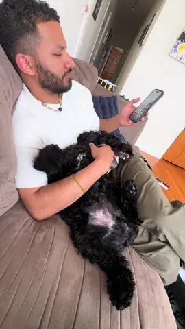 #dogdaddy #dogsoftiktok #cockapoo 