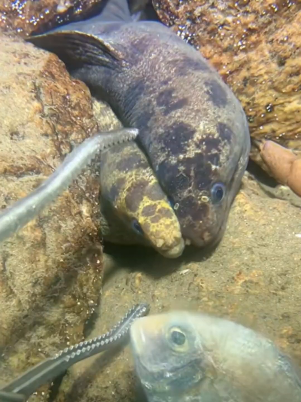 #diving #crab #catchthesea #seaside #seafood #fish #eel #lobster #seangsolofishing 