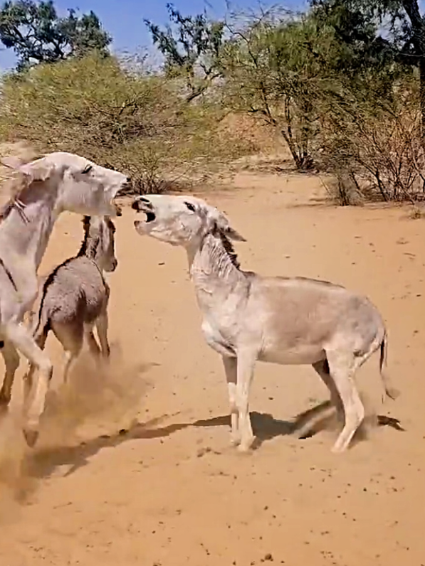 #foryoupage #donkey #horsesoftiktok #viraltiktok #donkeysanctuary #donkeys #animalsoftiktok #donkeysmating #horse #foryou 