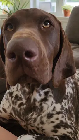 Mythical GSP reel  🎥: @hulk_gsp Instagram #dog #gsp #gsplove #gsppuppy #gspdaily #germanshorthairedpointer #gspsoftiktok #germanshorthairedpointersoftiktok #germanshorthairedpointerpuppy #fyp #puppy #cute #viral