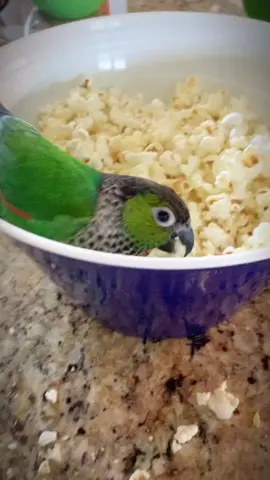 Popcorn is fun_cute Conure parrot #parrots020 #fage 