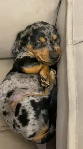 beautiful boy   #salsicha #dachshund #fyp #dog #