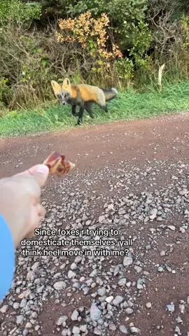 I think he will tbh (I’m kidding) #fyp #JUSTJOKING #foryoupage #like #fox #redfox #wildlife #wildfox #cute 
