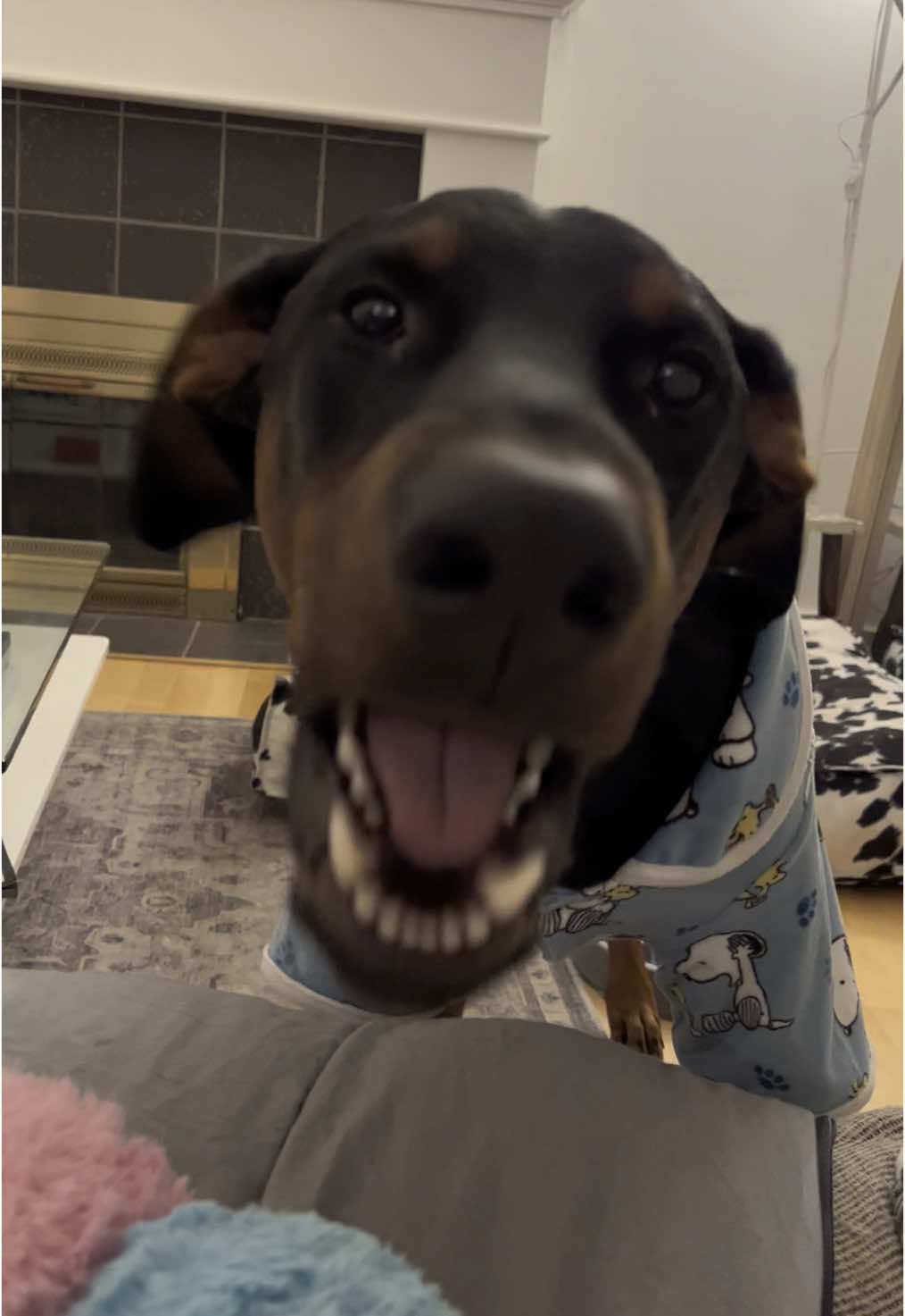 All in a days work #dogcontent #dogsoftiktok #doberman #funny 