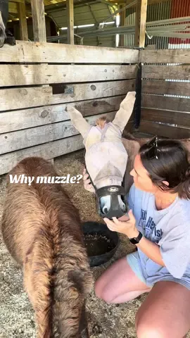 PSA that donkeys are desert animals, beware of spring grass! They may love it but they don’t need all of it. #minidonkey #equestrian #fypage #creatorsearchinsights #donkey 