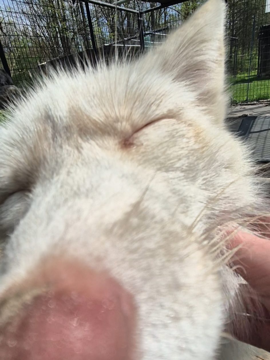 Get up close and personal with Ellie #foxes #michigan #sanctuary #redfox #fox #fluffy #cutiepatootie #relaxed #Ellie #Elspeth #whitefox 