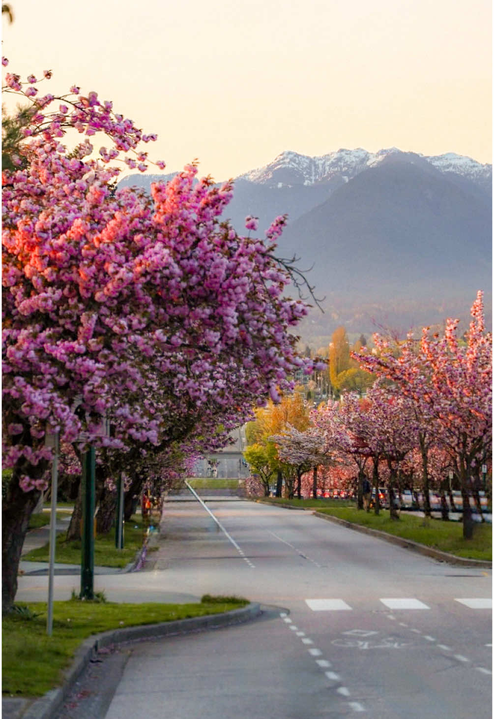 Your sign to visit Vancouver in spring 🌸🌊✨ Vancouver in late April is something out of a dream — ocean breeze, tulip fields, cherry blossoms, and cozy city streets.  Every corner felt like magic, and yes... I’m officially in love with this gorgeous city 🥹💖 📍Places in this video: 🌸 Rupert Street  🤍 Canada Place 🌎 Science World 🕰️ Gastown Steam Clock 🍃 Stanley Park 🌁 Lions Gate Bridge 🌷 Abbotsford Tulip Field  🐳 Whale Watching Adventure 🌲 Capilano Suspension Bridge 🌳Kushiro Park  . . . . . . . . . . #VancouverInSpring #vancouver #canada #vancouverblossoms #vancouver_canada #vancouverisawesome #vancouverbc #vancity #vancouverspring #vancouvertiktok #tiktokcanada #tiktokvancouver #vancouverbc  spring in Vancouver, visit Vancouver April, cherry blossom spots Vancouver, best spring destinations in Canada, Vancouver travel video, whale watching Vancouver