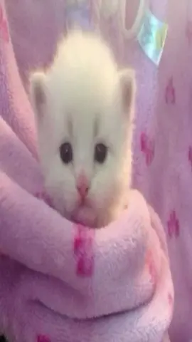 #me #white #kitten #kittens 