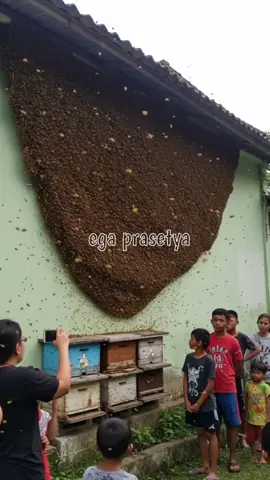 lebah di rumah  #reels #viral #fyp 