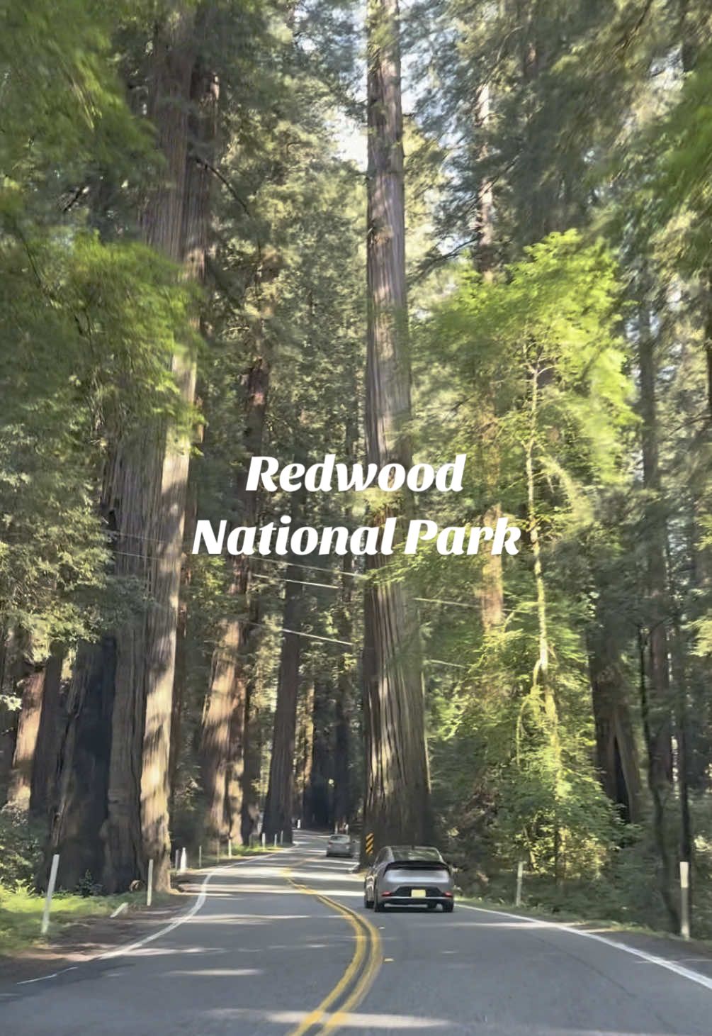 The stunning canopy of trees in Redwood national park, California 🍃🌲 #california #roadtrip #roadtripusa #scenicdrive #forest #redwoodnationalpark #redwoodtrees #redwoods 