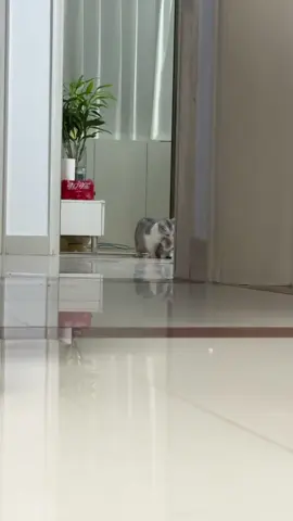 Mew mew~ wittle baby, come to Mama~ time for snoozy-woozy~#pet #catsoftiktok #funny #cute #lovely #cat #Love 