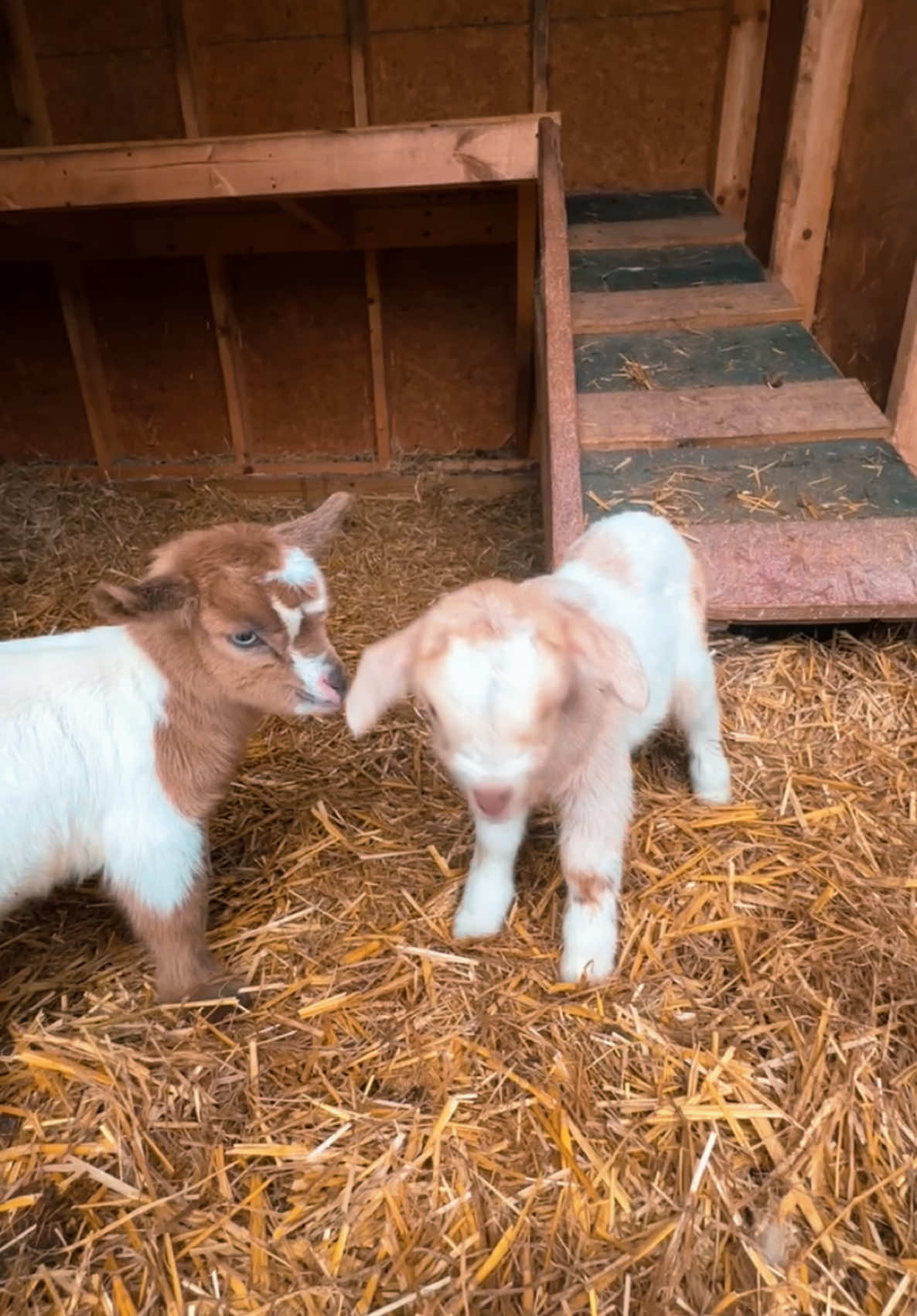 The way the momma lookin at me🤣 #faintinggoats #nigeriandwarfgoats #babies #kids