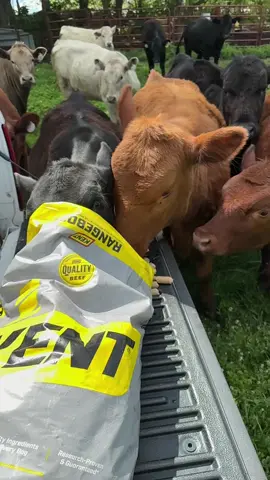 Green grass and happy heifers! #fyp #cattle #eatbeef #feed #kentfeeds #farmtok 