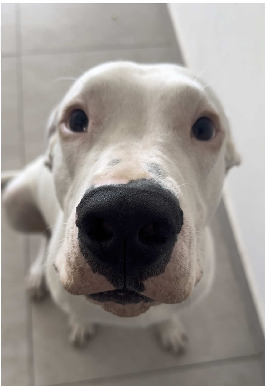 Así se ve un autito 2013😂#dogoargentino #dogsoftiktok #dogo 