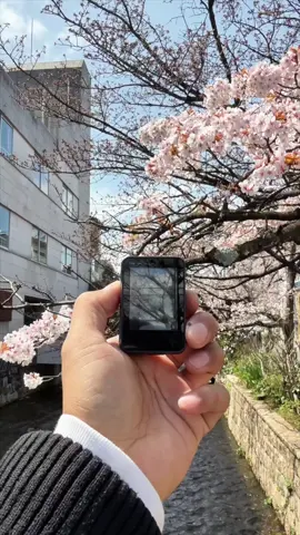🌸 Experience the beauty of Japan’s cherry blossoms with #AKASOBrave7LE! Capture every moment of sakura season, from the delicate petals to the serene atmosphere. 📸✨ 📷:@kenandmee #AKASO #actioncamera #waterproofcam #sceneryshots #naturescenery #videography #videoviral #creative #contentcreators #videomaking
