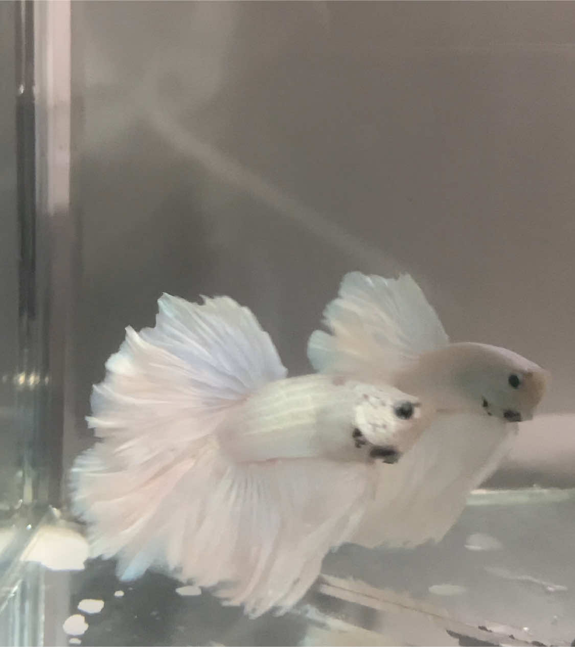 White Dragon Rose Tail #betta#fish #xuhuong #viraltiktok 