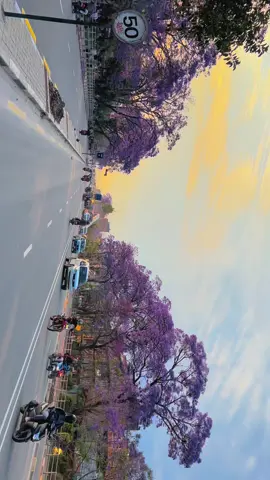 “Lalitpur painted purple — the jacarandas are blooming, and the city feels like a dream.”  #JacarandaSeason #LalitpurVibes #PurpleBloom #SpringInNepal #NepaliNature #LalitpurCity #JacarandaNepal #NatureLovers #VisitNepal #AestheticNepal #HiddenGemsNepal #BloomingBeauty #CityOfArt #NepalThrou #gahangaming 