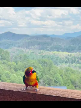 #birdman #Sunconure #Conure #jaggededge #birdsoftiktok #birdlover🦜 #animallover 