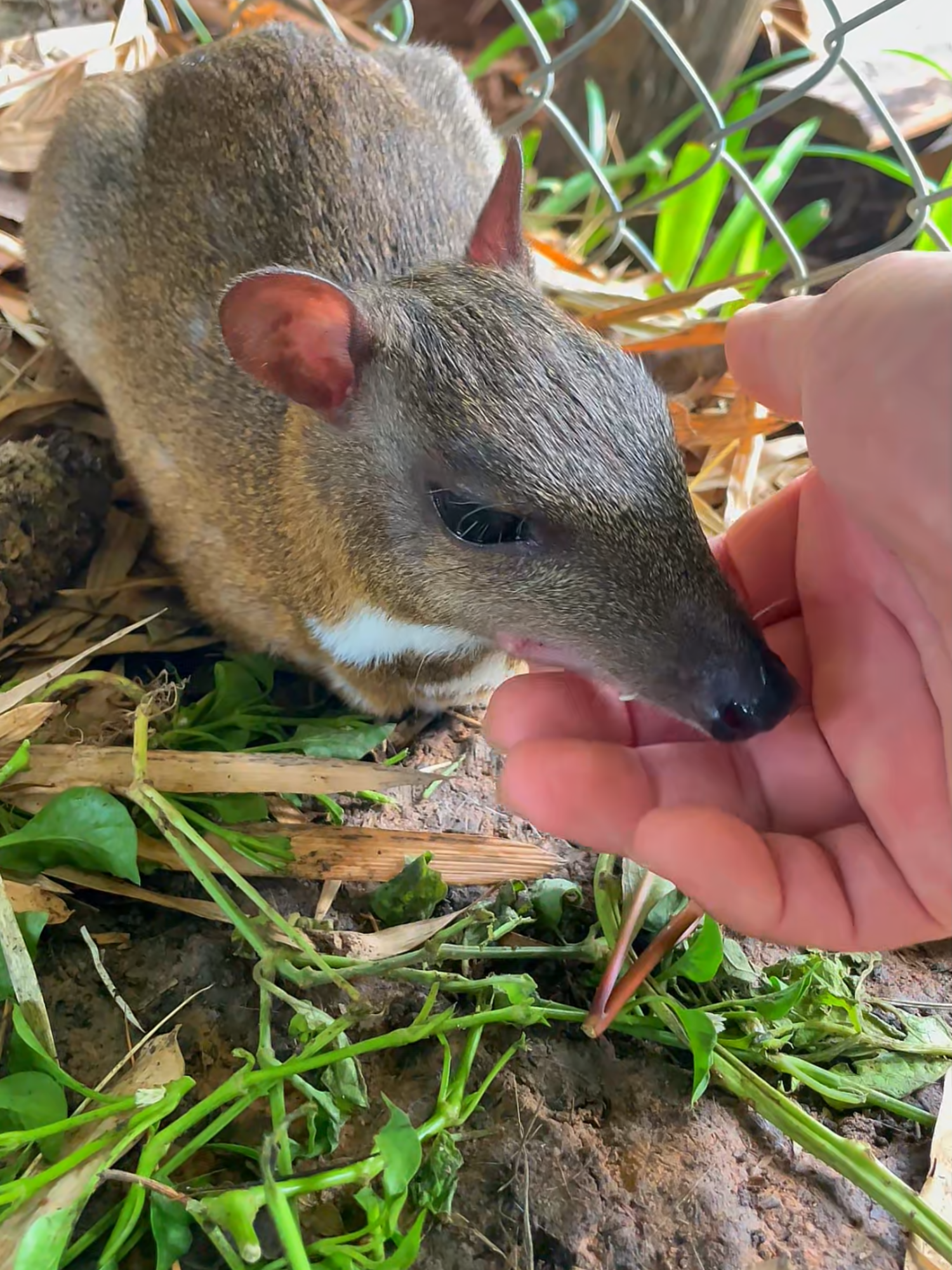 mouse deer relax#animals