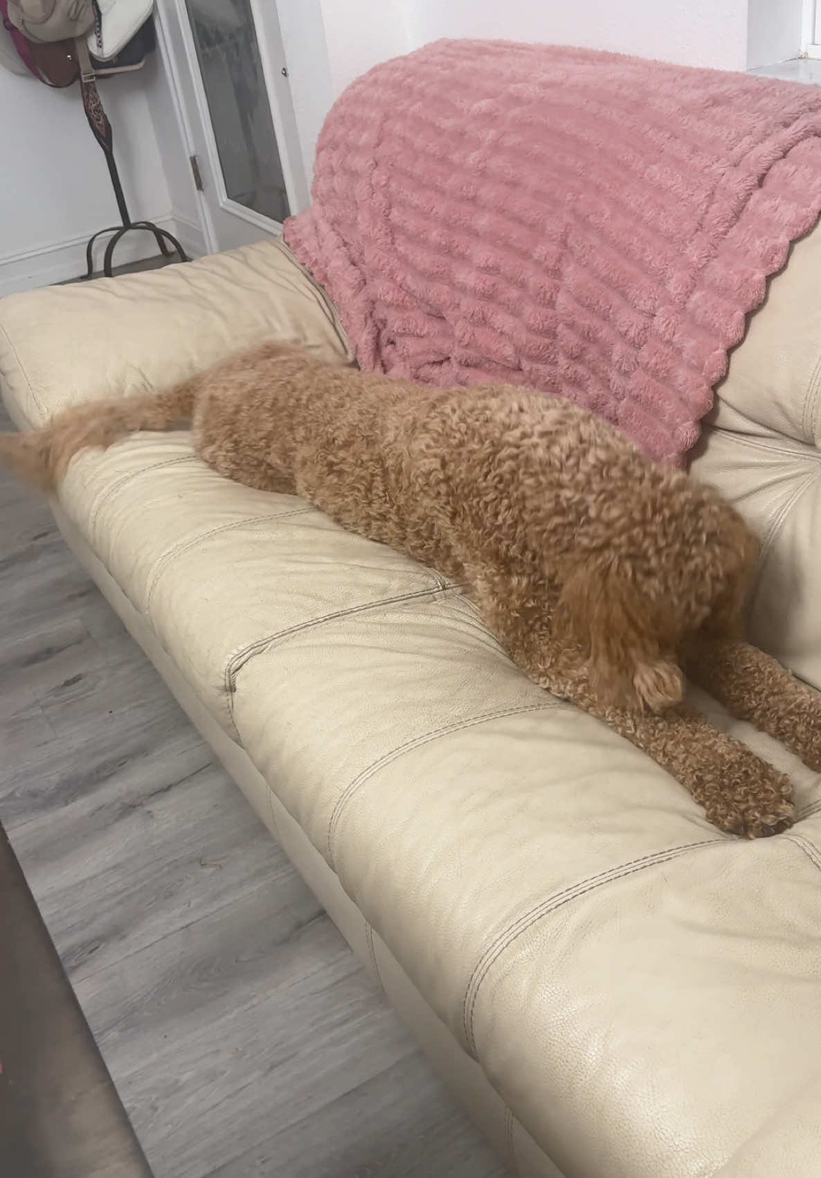 Al descubierto el secreto de Kiara Alonso 😂😂😂😱@YELANY #dog #dogsoftiktok #dogsoftiktokviral #doglover #dogmom #goldendoodle #dogplaying#hugedog#cutedog#miaraalonso#mimada#querida#thesecret #elsecreto#