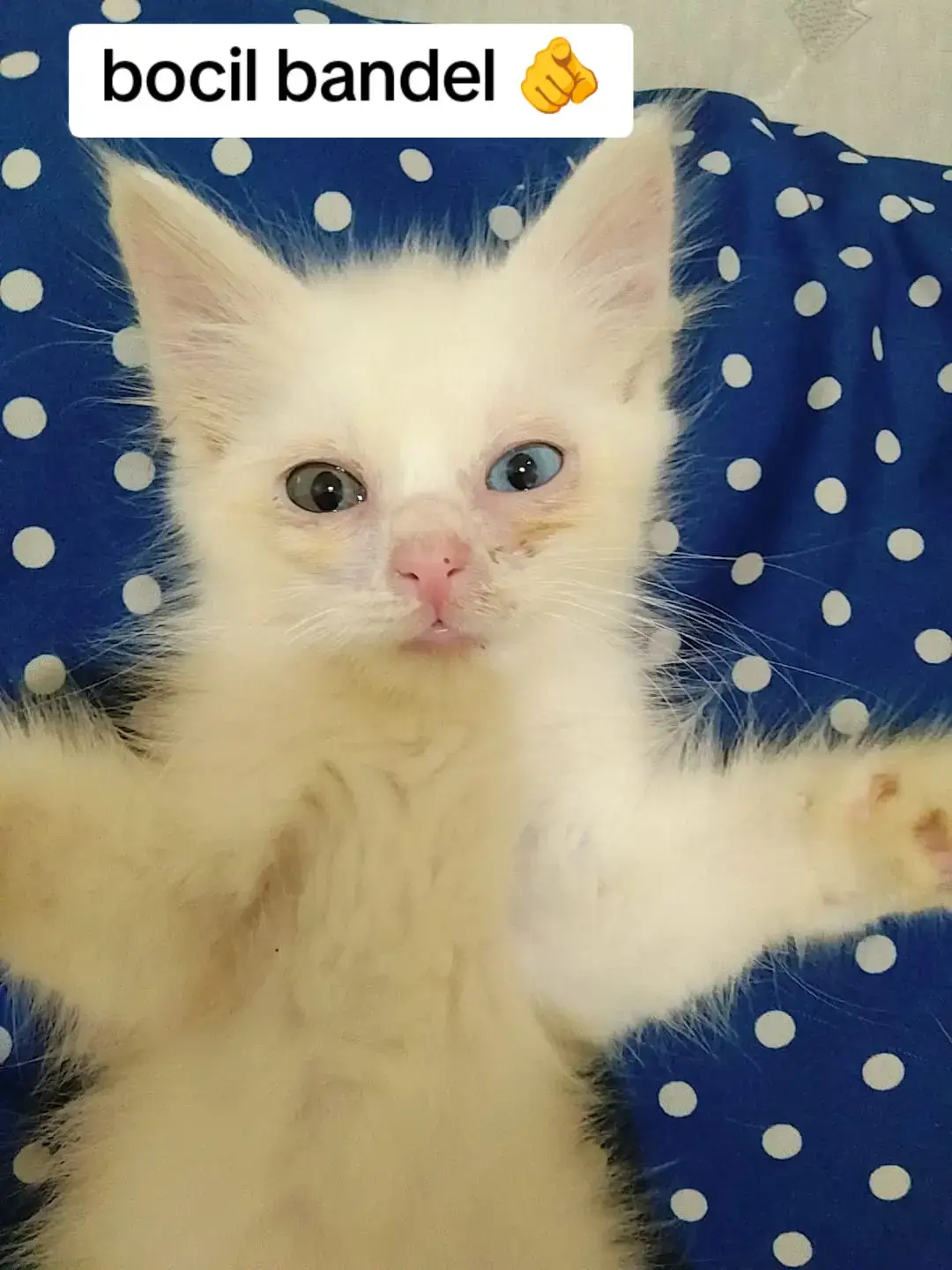 Ada aja gebrakanya tiap hari,untung sayang  #kucingnakal #kucingputih #kitten #kucinglucu 