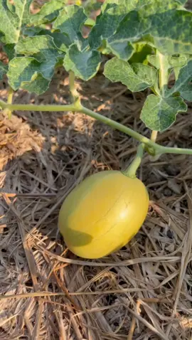 #harvest #fruit #satisfying 