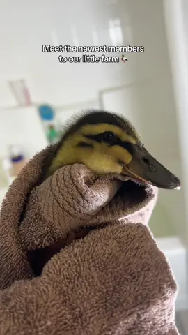 Our newest members to our little farm 🦆🦆🤎 #ducks #farmtok #littlefarm #wannabeafarmer #fyp #animals #cute #ducky #swimtime 