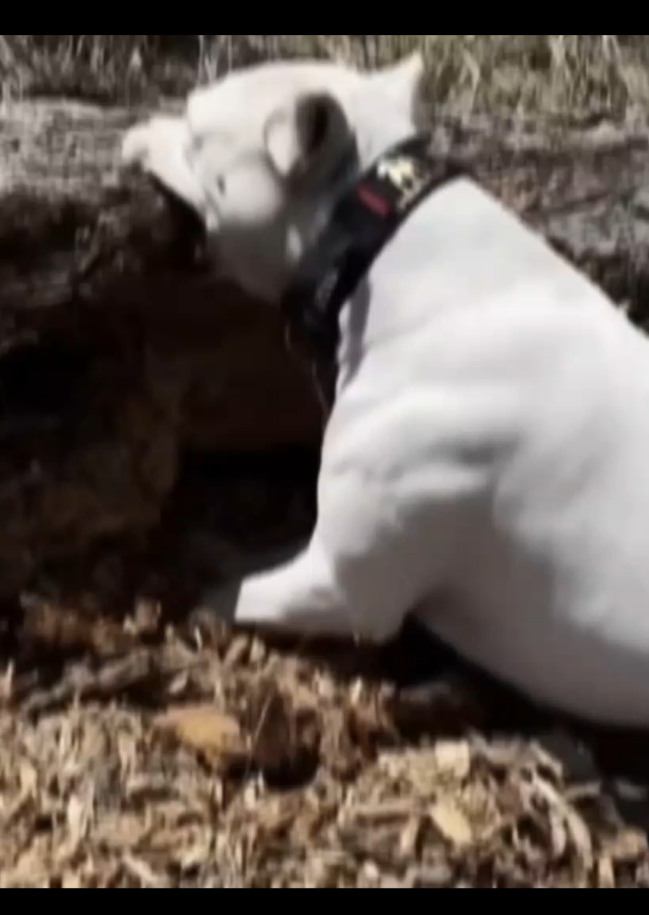 Dogo Argentino🇦🇷🔥🔥#contenido #edits #dog #dogoargentino #dogoargentinopower #viral #fyp #dog #foryour #fyppppppppppppppppppppppp #fyppppppppppppppppppppppp 