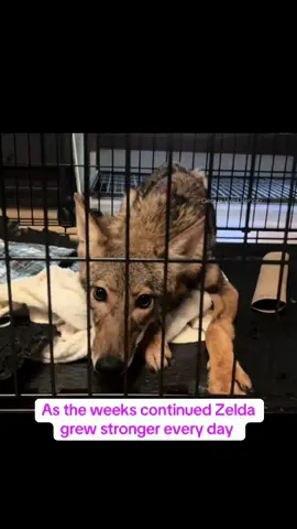 Zelda🩷 #geauxwildrehab #amazinganimals #fyp #wildliferehabilitation #wildlife #Love #coyote #zelda #physicaltherapy #wildliferehab #rescuerehabrelease #rescue #stronger #healing #progress 
