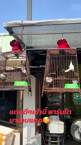 #หัวจุกแฟนซี #หัวจุกแดนใต้ #นกหัวจุกเพลงโซน #@Toonmp BKK 