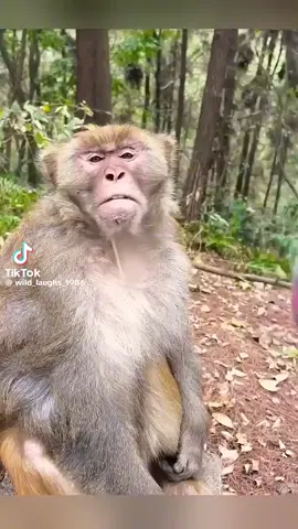 Wild Laughs on TikTok funny lol 😆 