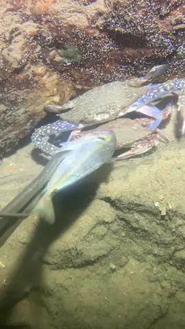#diving #crab #catchthesea #seaside #seafood #fish #eel #lobster #seangsolofishing