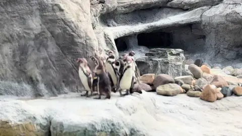 #safaripark #safariparkwestmidlands #sunyday #outing #outings #Vlog #animalsoftiktok #westmidlandssafaripark 