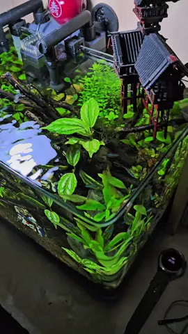 free water LOL 🤣 #aquarium #aquascape #scaper #water #fish #plan 